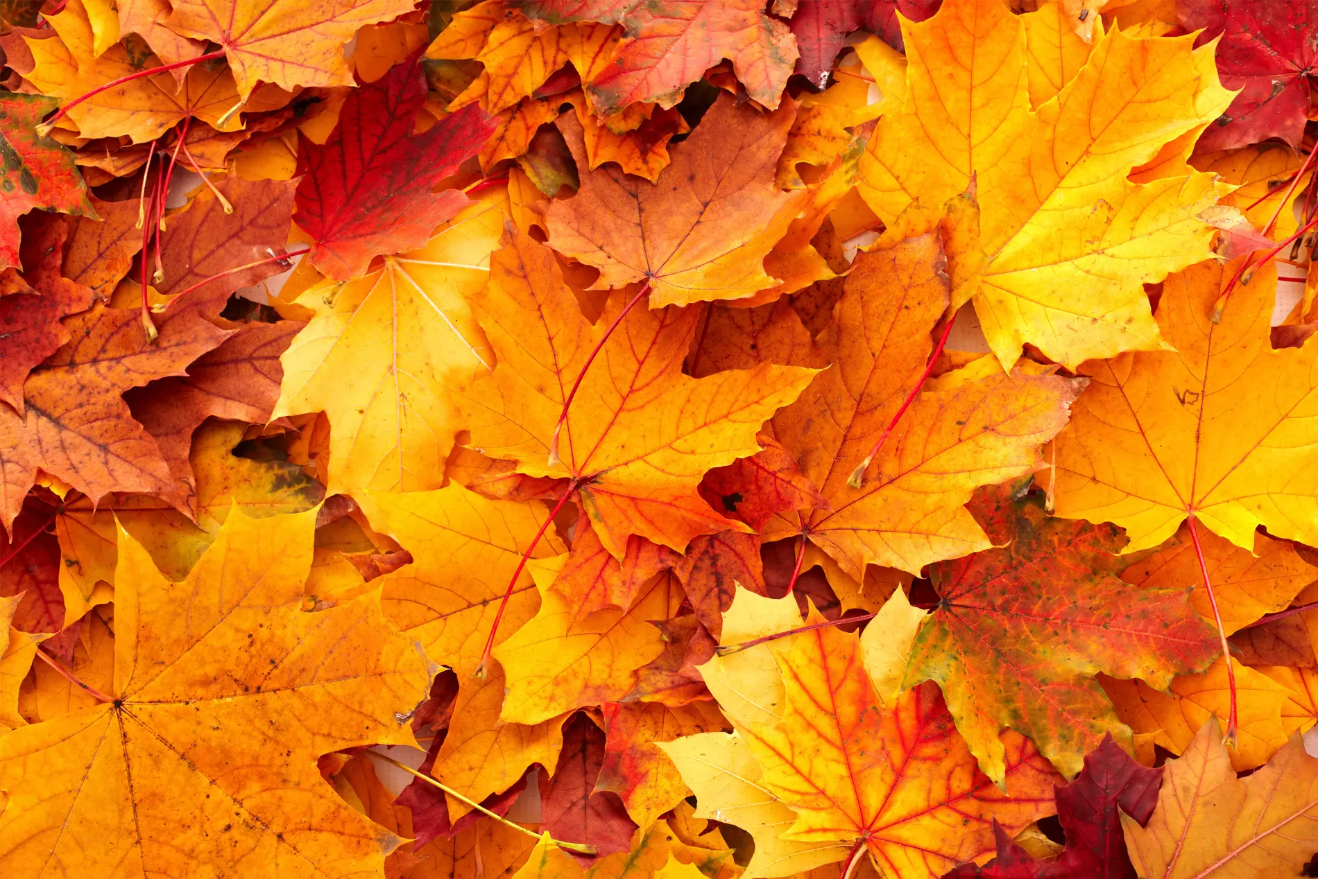 Herbstlaub